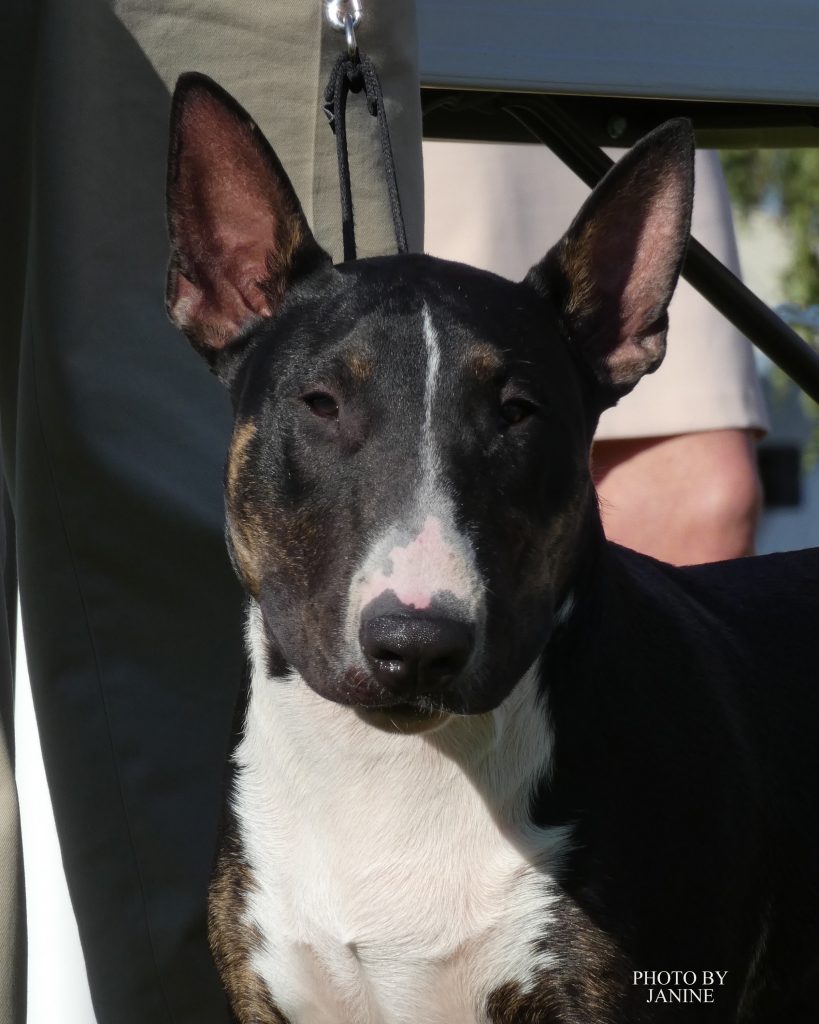bull terrier vancouver island