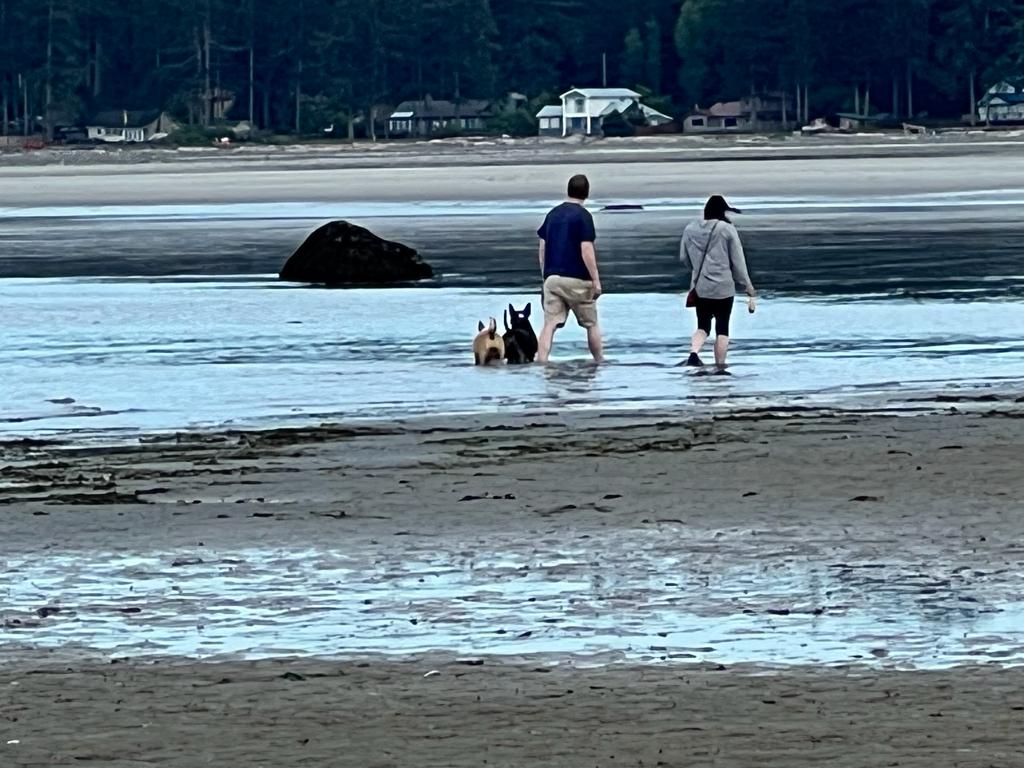 Responsible Bull Terrier Breeder on Vancouver Island BC Canada