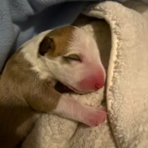 Health tested bull terrier puppies British Columbia Canada