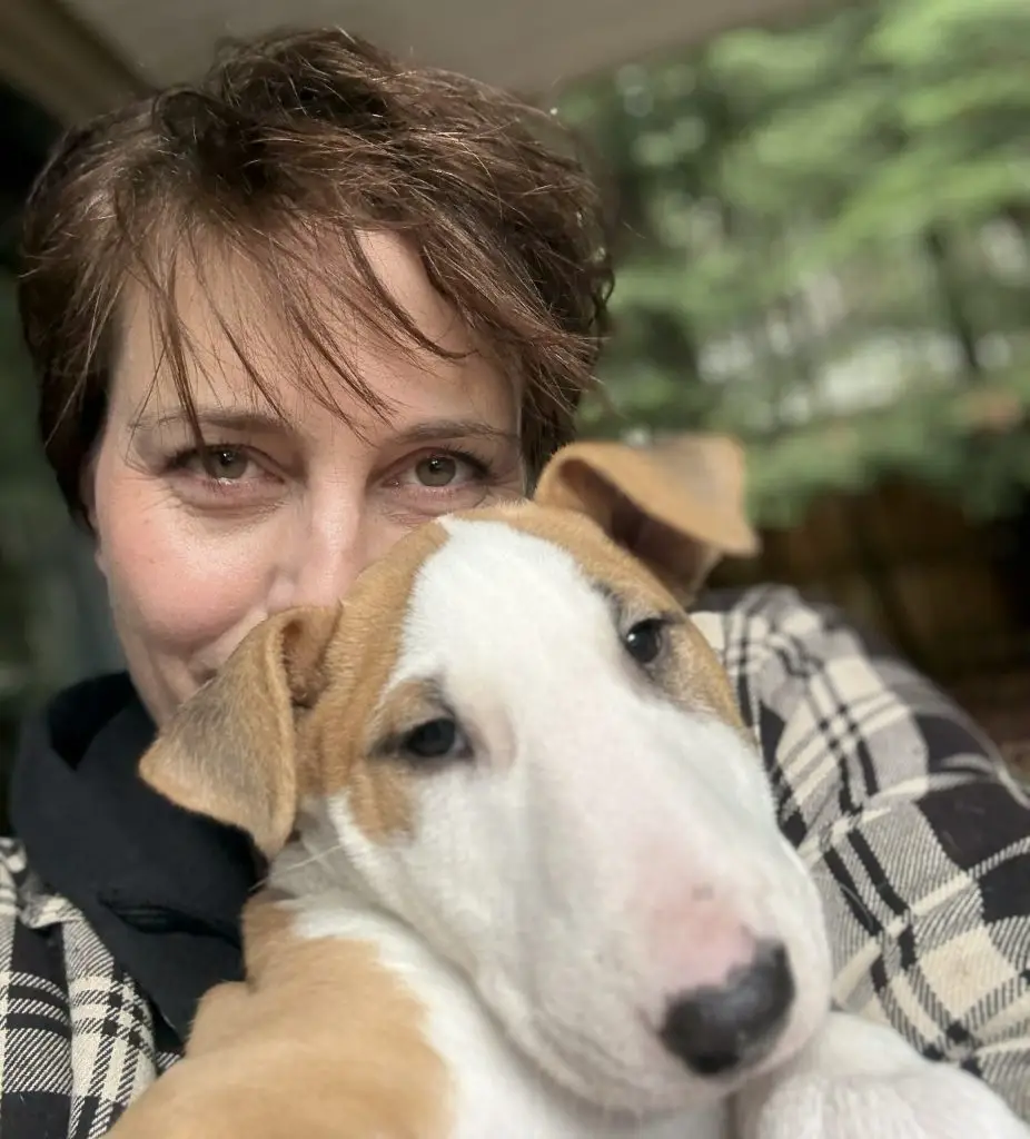 Responsible CKC breeder of bull terriers in Canada