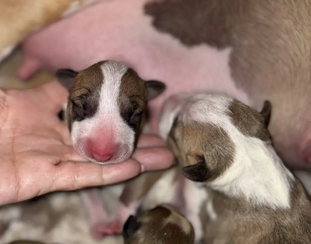 responsibly raised bull terrier puppies in BC Canada