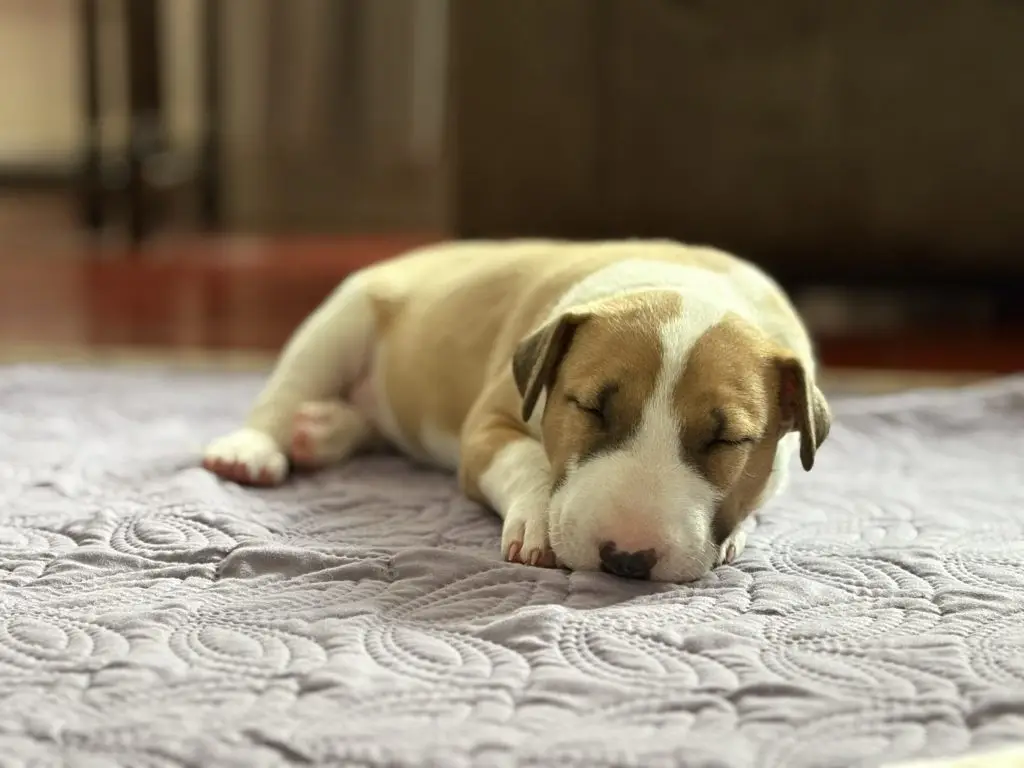 Bull Terrier Puppy from CKC Registered Breeder in BC Canada