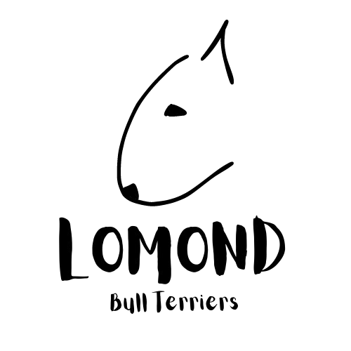 Bull terrier puppies in Canada from Lomond