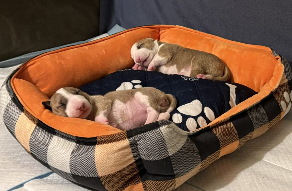 Puppy culture raised bull terrier puppies on Vancouver Island BC