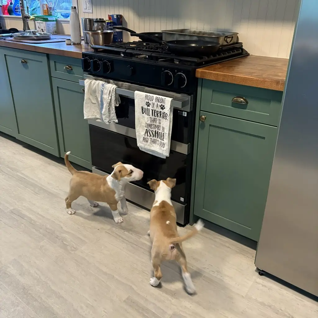 Bull terrier puppies raised responsibly by Lomond Bull Terriers in our home on Vancouver Island BC Canada