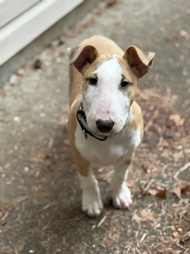 bull terrier puppies for sale in Canada