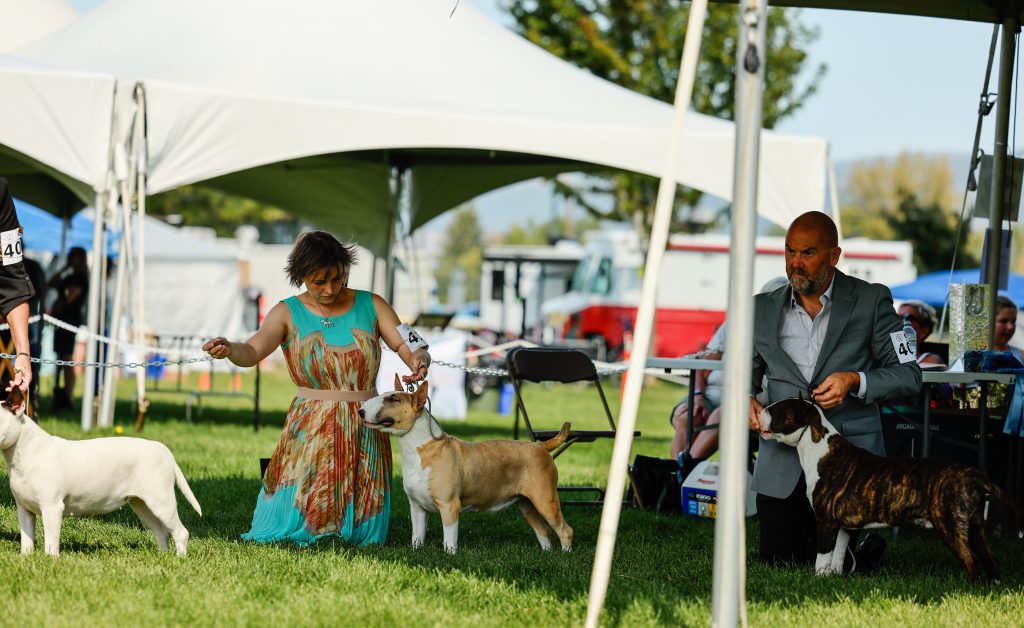 Titled bull terriers in bc canada