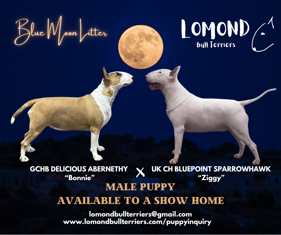 Show bull terrier puppy available bc canada